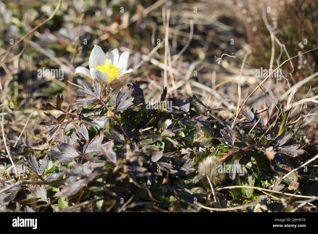 Fiore pallido di pasque (Pulsatilla vernalis) da una delle poche località danesi della specie. Foto Stock