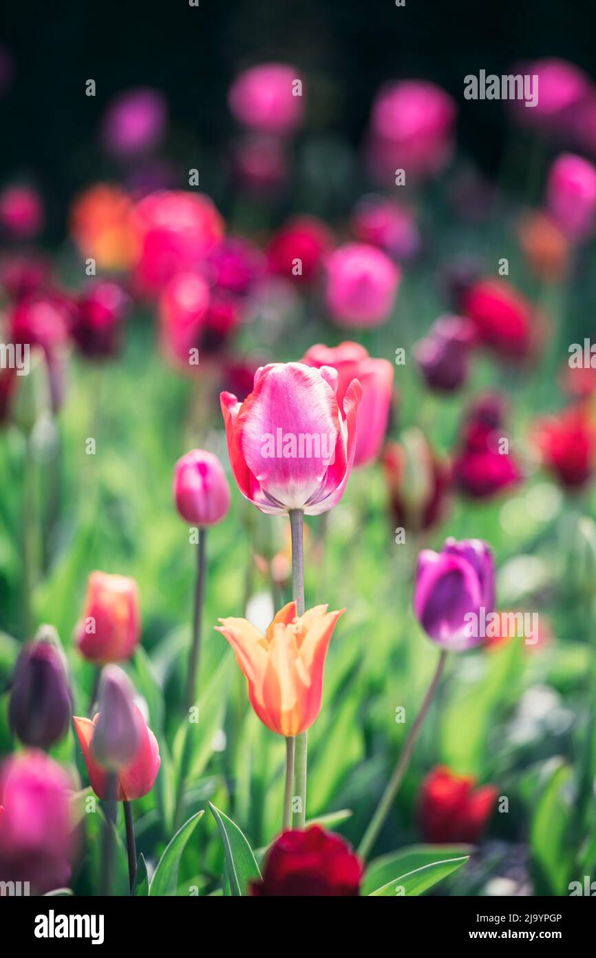 Tulipani colorati in un giardino di fiori Foto Stock