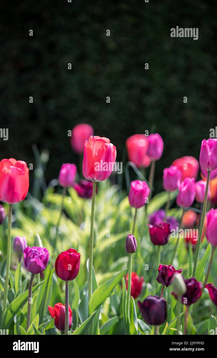 Tulipani colorati in un giardino di fiori Foto Stock