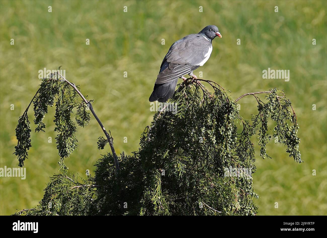 Il piccione di legno comune o il piccione di legno comune (Columba Palumbus) Foto Stock