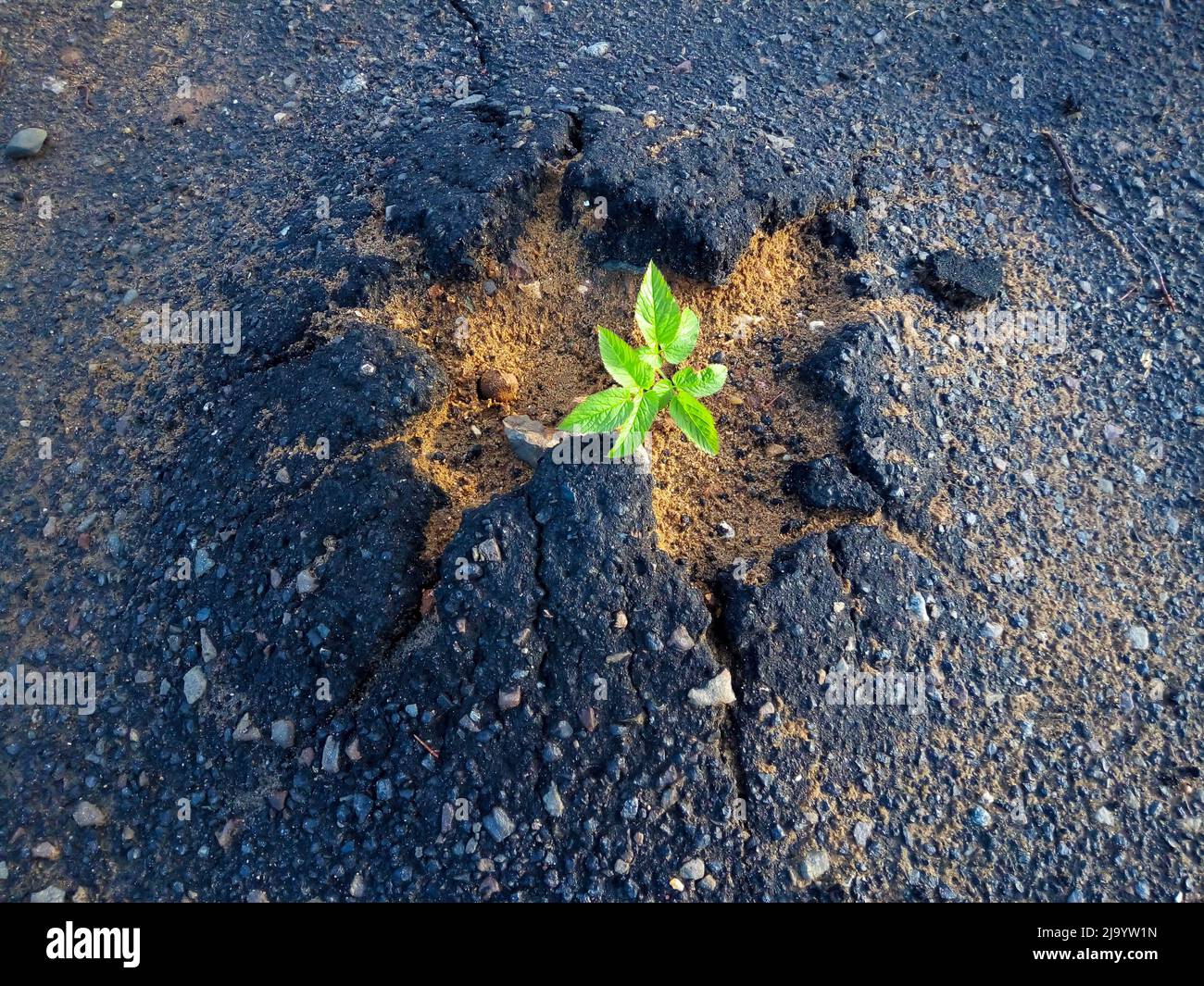 Un fascio di erba verde che ha rotto attraverso una crepa nell'asfalto. Primo piano su asfalto vecchio incrinato. Foto Stock