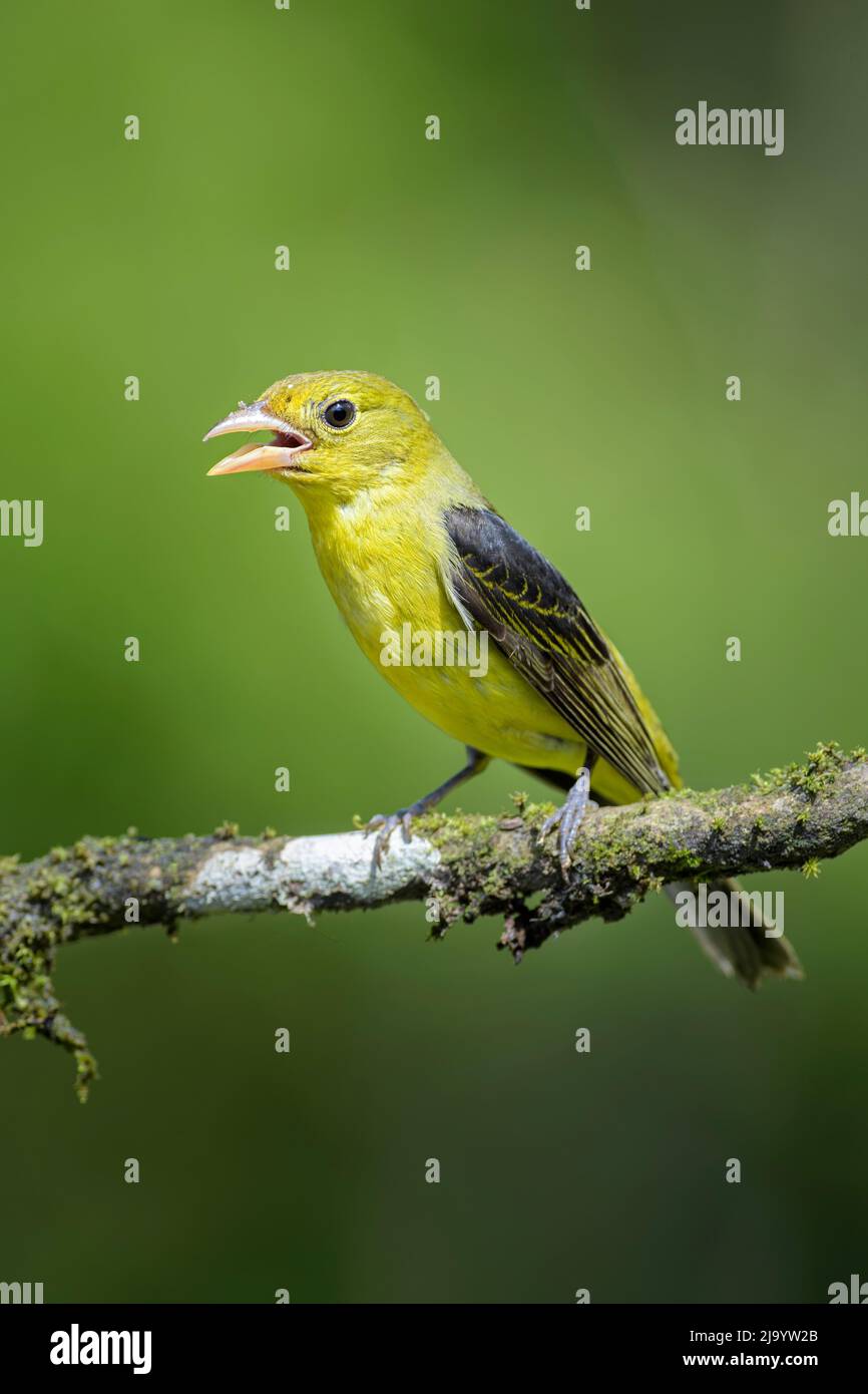 Scarlatto Tanager - Piranga olivacea, bello uccello perching colorato dalle foreste e dai boschi dell'America Centrale, Costa Rica. Foto Stock