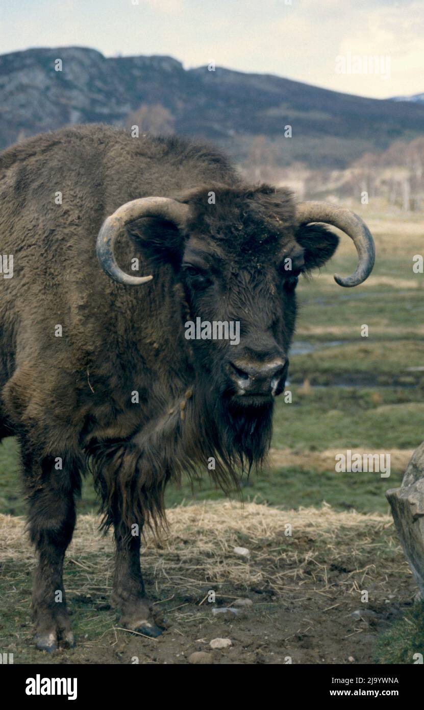 Bison bonasus - bisonte europeo all'Highland Wildlife Park, Scozia Foto Stock