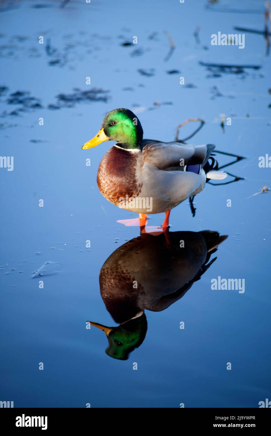 ANAS platyrhynchos - Mallard drake su ghiaccio in inverno. Foto Stock