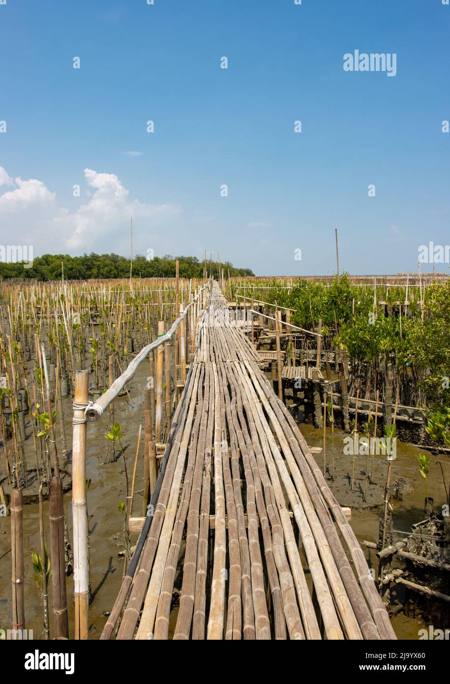 Una passerella di bambù costruita sopra gli alberi di mangrovie piantanti sulla riva del mare Foto Stock