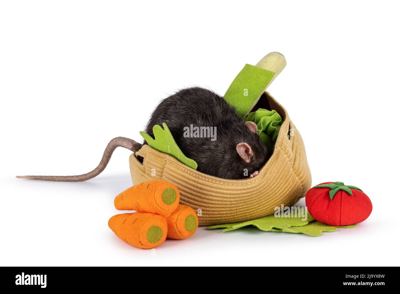 Carino ratto marrone scuro dell'animale domestico, nascondendosi nel cestino del giocattolo con le verdure fatte dal feltro. Isolato su sfondo bianco. Foto Stock