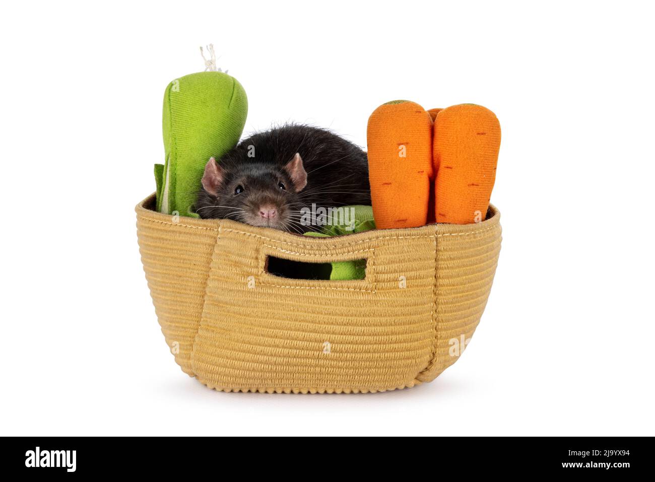 Cute ratto marrone scuro dell'animale domestico, seduto nel cestino del giocattolo con le verdure fatte dal feltro. Guardando verso la fotocamera con occhi beady. Isolato su sfondo bianco. Foto Stock