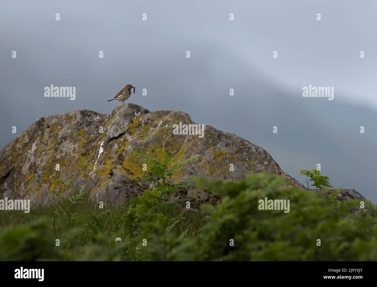 Prato Pipit; Anthus pratensis; su roccia con verme; Scozia Foto Stock