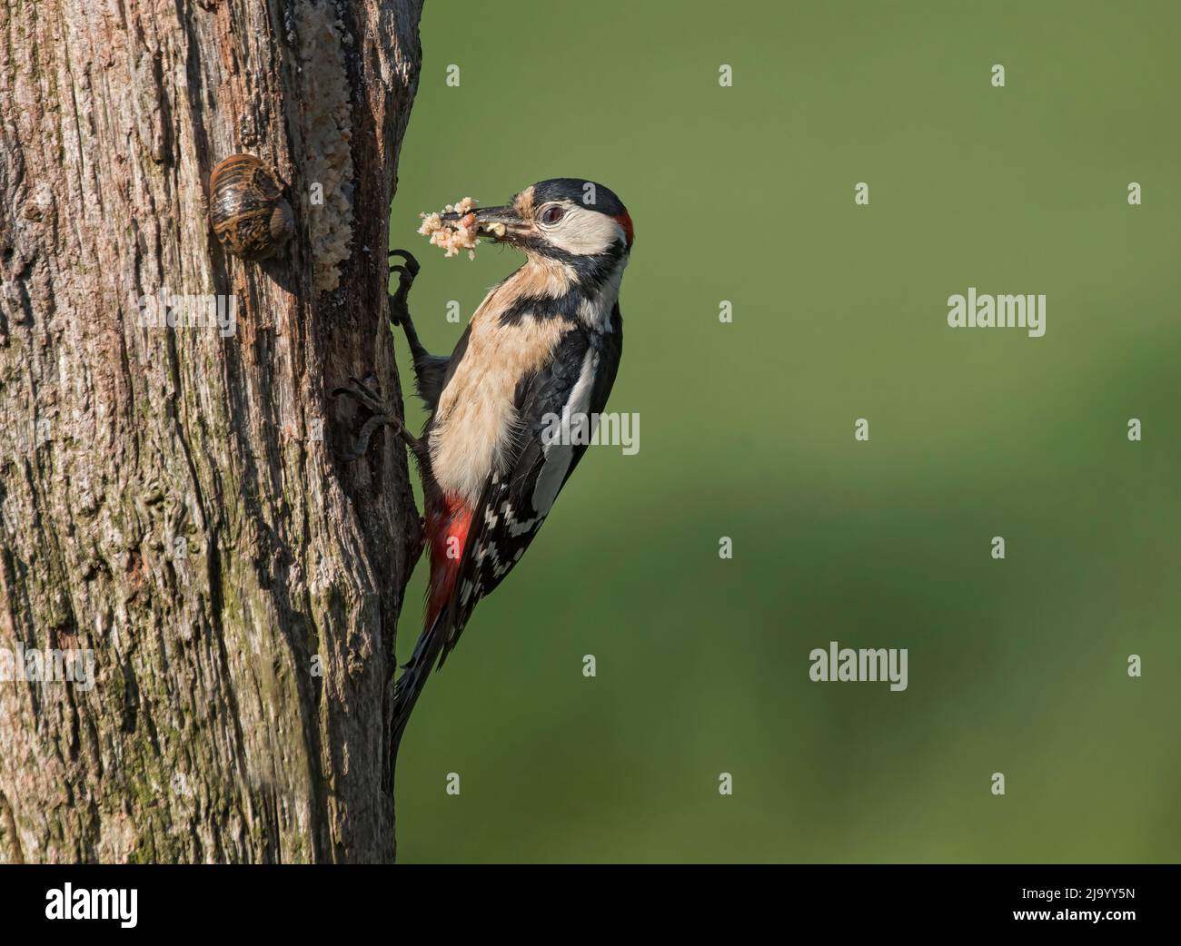 Grande picchio di bosco, Dendrocopos maggiore, su un tronco di albero, con blocco grasso per giovani, Lancashire, Regno Unito Foto Stock