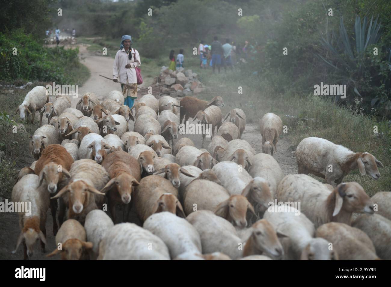 Chintamani, Karnataka, India - 16 gennaio 2022: Al tramonto una donna di campagna sta riportando il gregge di pecore al suo villaggio a Chintamani, Karnataka, India. Foto Stock