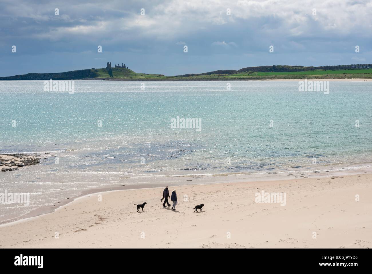 Northumberland Beach a piedi, vista in tarda primavera di una coppia a piedi i loro cani sulla spiaggia panoramica a Embleton Bay, Northumberland, Inghilterra, Regno Unito Foto Stock