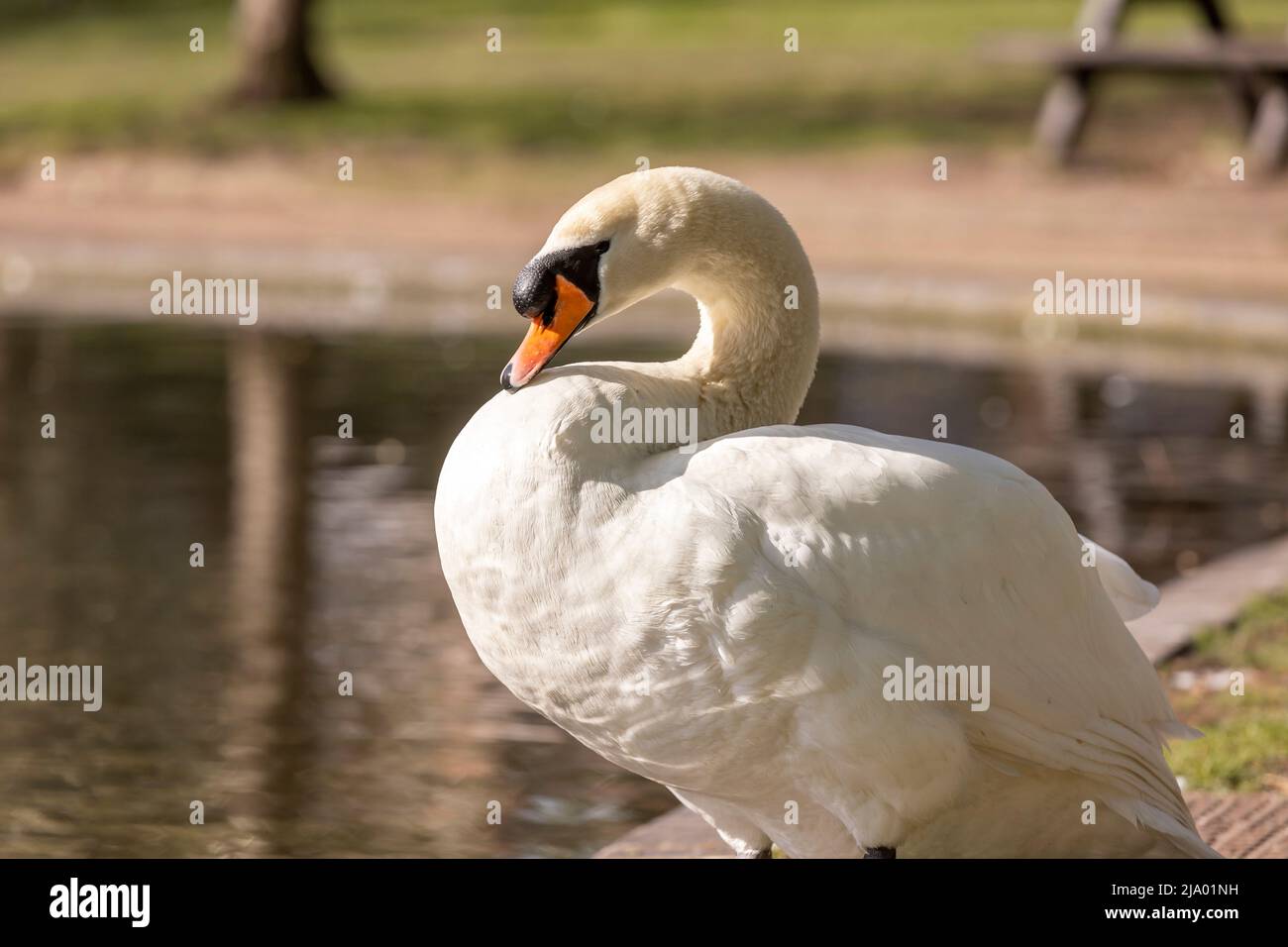 Colchester< Essex, Inghilterra, Regno Unito, Fotografia locale Foto Stock