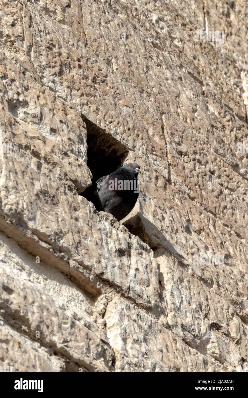 Un piccione che riposa in un buco in un muro di pietra calcarea invecchiato Foto Stock