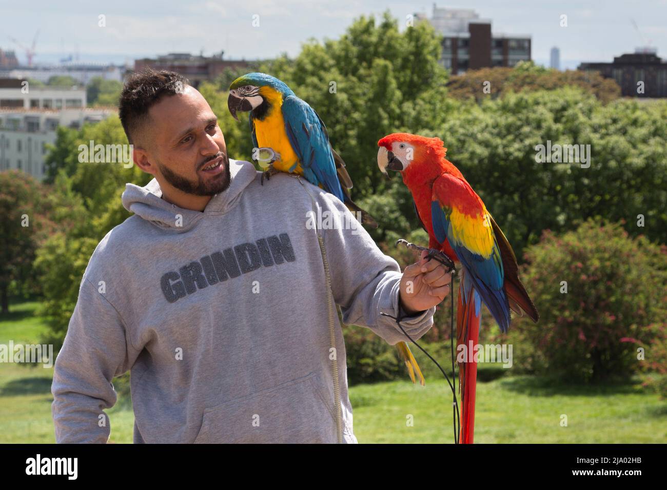 Un uomo tiene i suoi macaws splendidamente colorati dopo averli lasciato volare liberamente intorno ad un parco urbano. Foto Stock