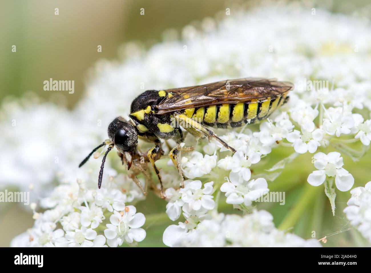 Primo piano di un Sawfly (Tenthredo notha). Ha appena catturato un ragno come prossimo pasto. Fotografato a Nose's Point vicino a Seaham, contea di Durham, Regno Unito. Foto Stock
