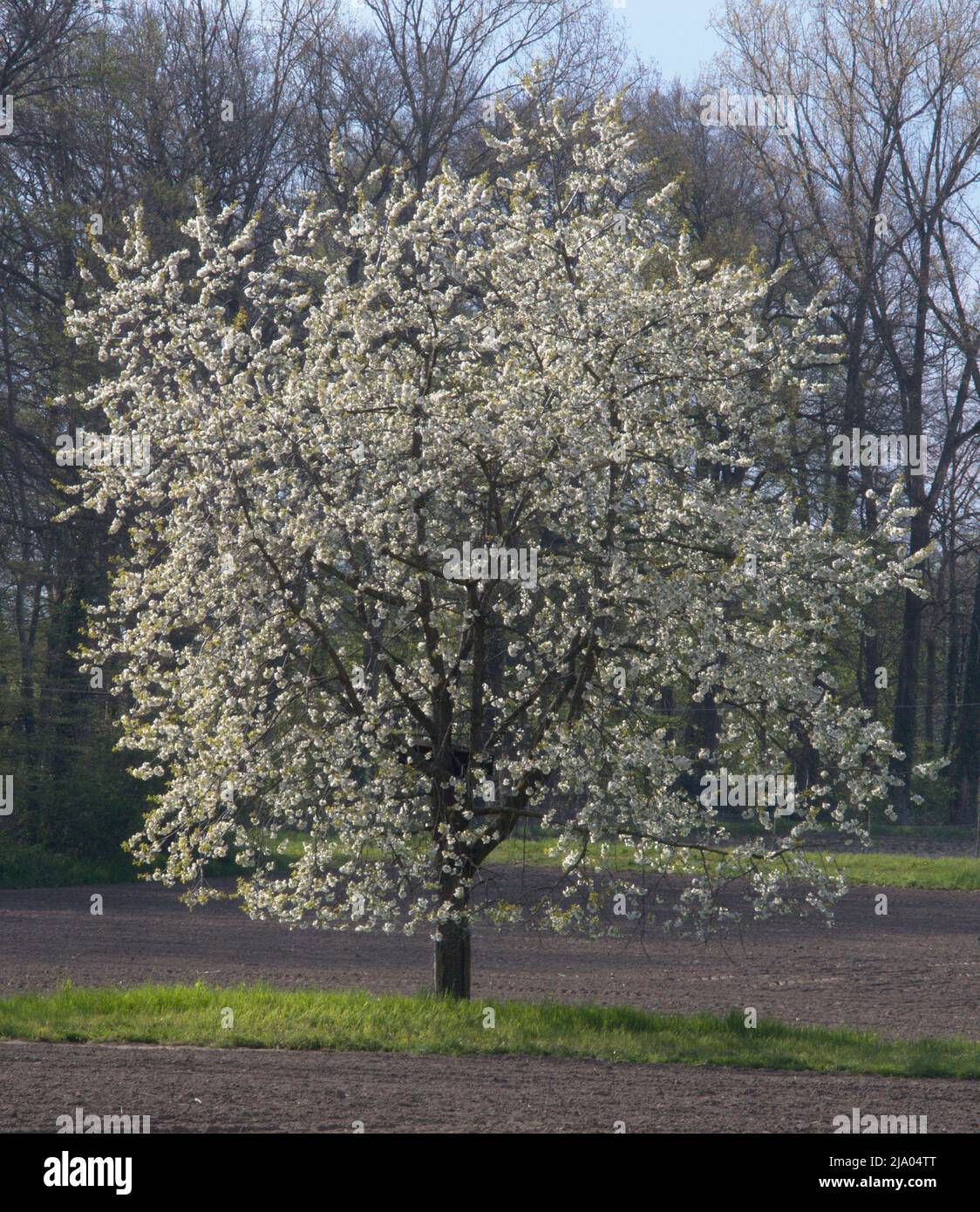 Albero su un campo fiorisce fiori bianchi erba verde alberi di terra Foto Stock