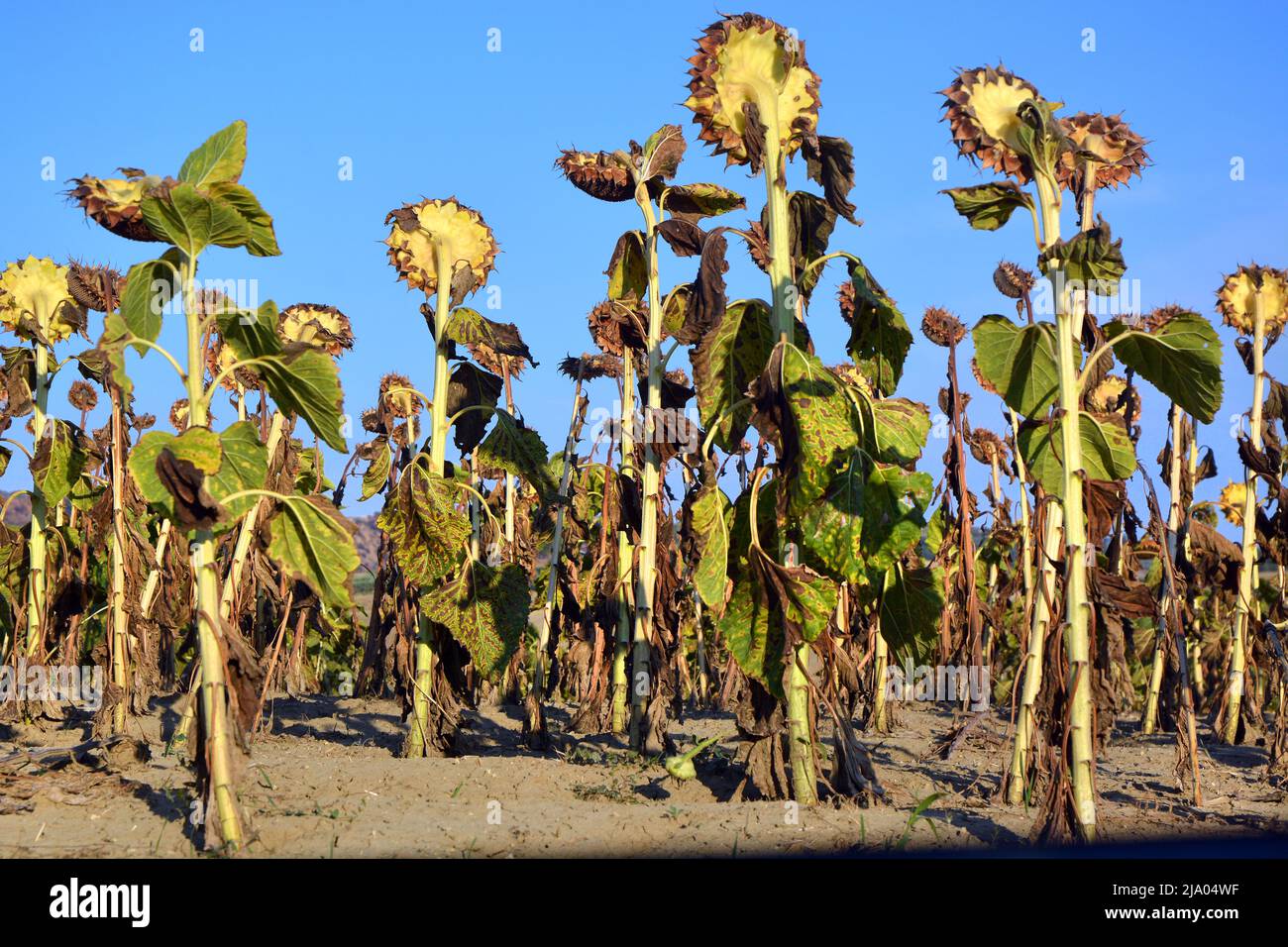 Campo di coltivazione di girasoli secchi a causa della siccità. Foto Stock