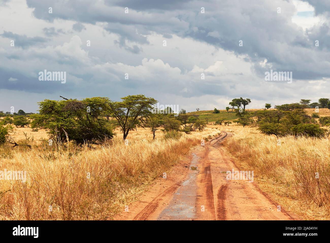 Strada per il Parco Nazionale del Serengeti settentrionale, Tanzania, Africa. Foto Stock