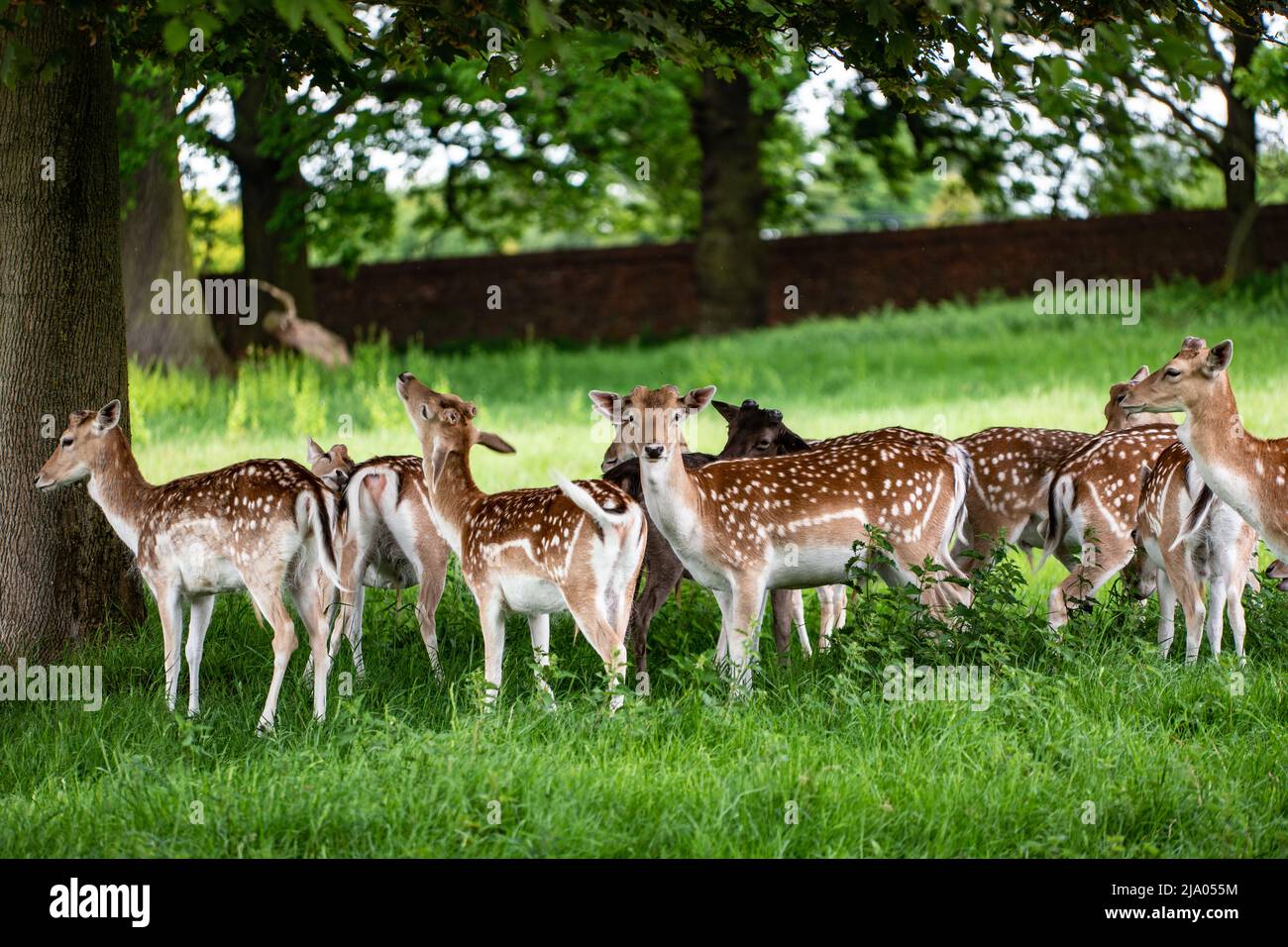 I vitelli del cervo di Fallow che riparano sotto un albero dal sole Foto Stock