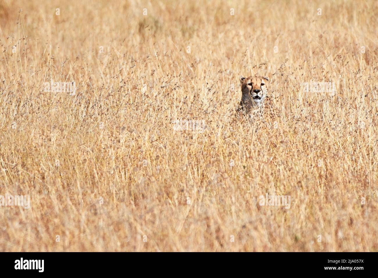 Un gatto selvatico ghepardo mimetizzato tra le praterie del Parco Nazionale del Serengeti centrale, Tanzania, Africa. Foto Stock