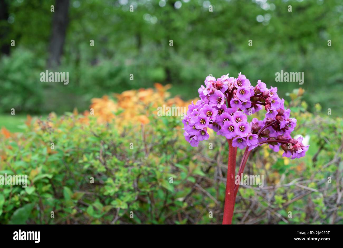 Fiori rosa di crassifolia bergenia, noto anche come Badan a foglie spesse, orecchie di elefante, tè mongolo, tè siberiano, similpelle Bergenia. Foto Stock