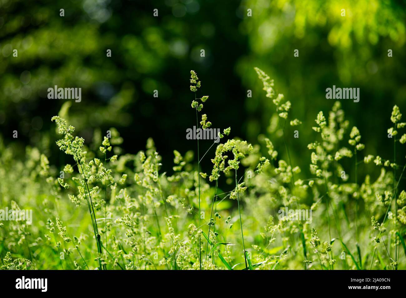 erbe verdi in germoglio nella prateria e uno sfondo in verde scuro Foto Stock