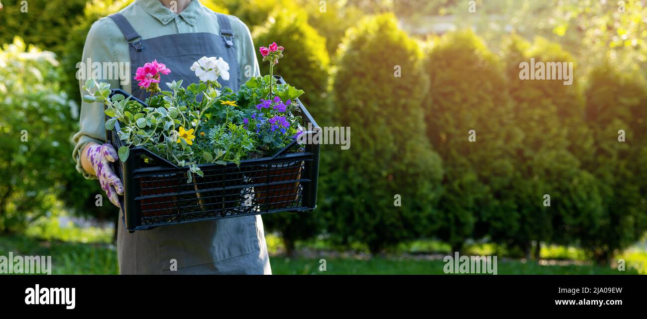 donna scatola con mix di fiori colorati da giardino. banner con spazio copia Foto Stock