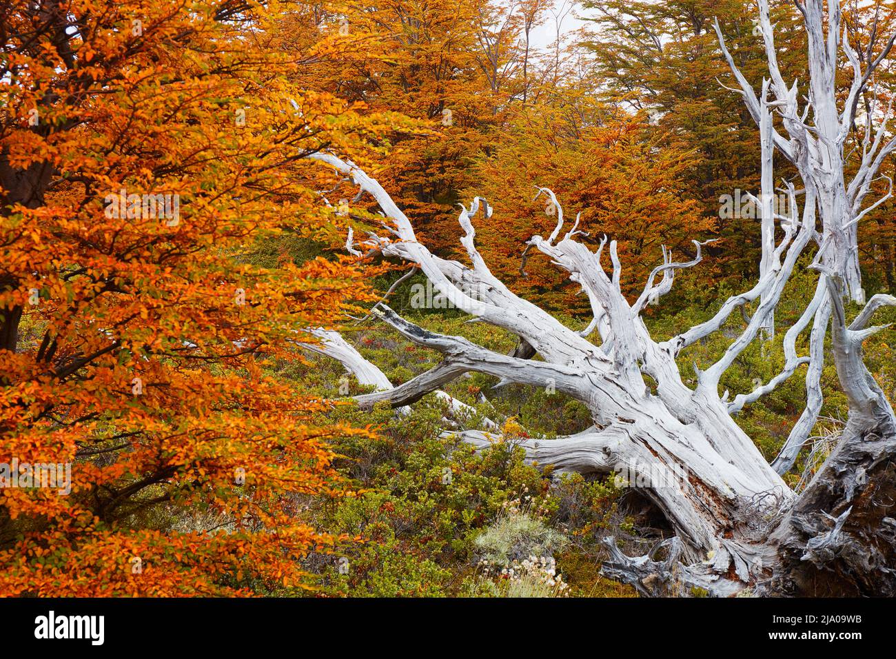 Tipico albero secco della Patagonia in una foresta di lenga in autunno, El Calafate, Santa Cruz, Patagonia Argentina. Foto Stock