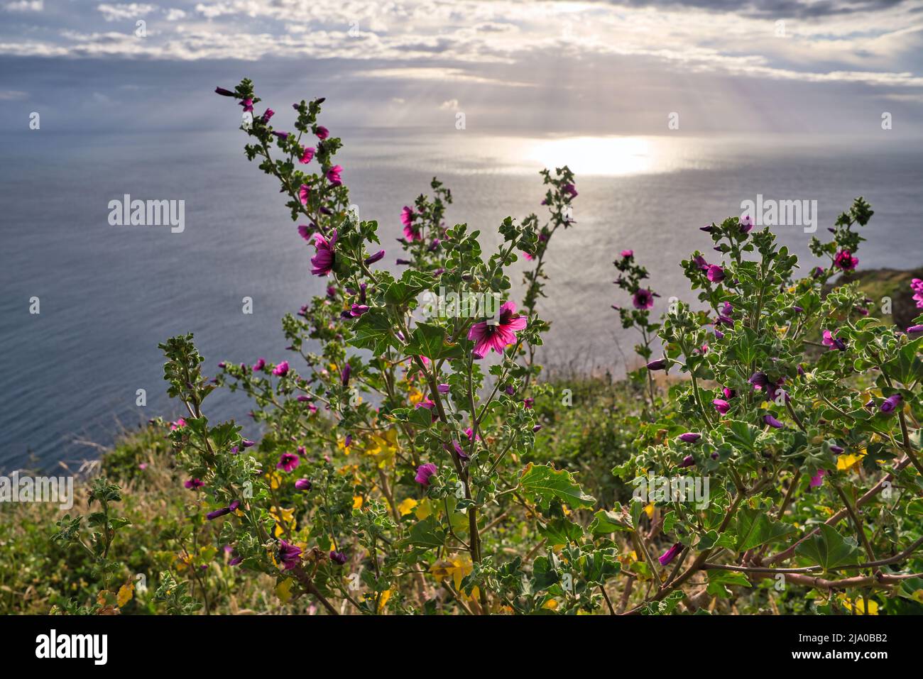 Bellissimo fiore di fronte alla baia. Isola di Madeira. Portogallo. Foto Stock