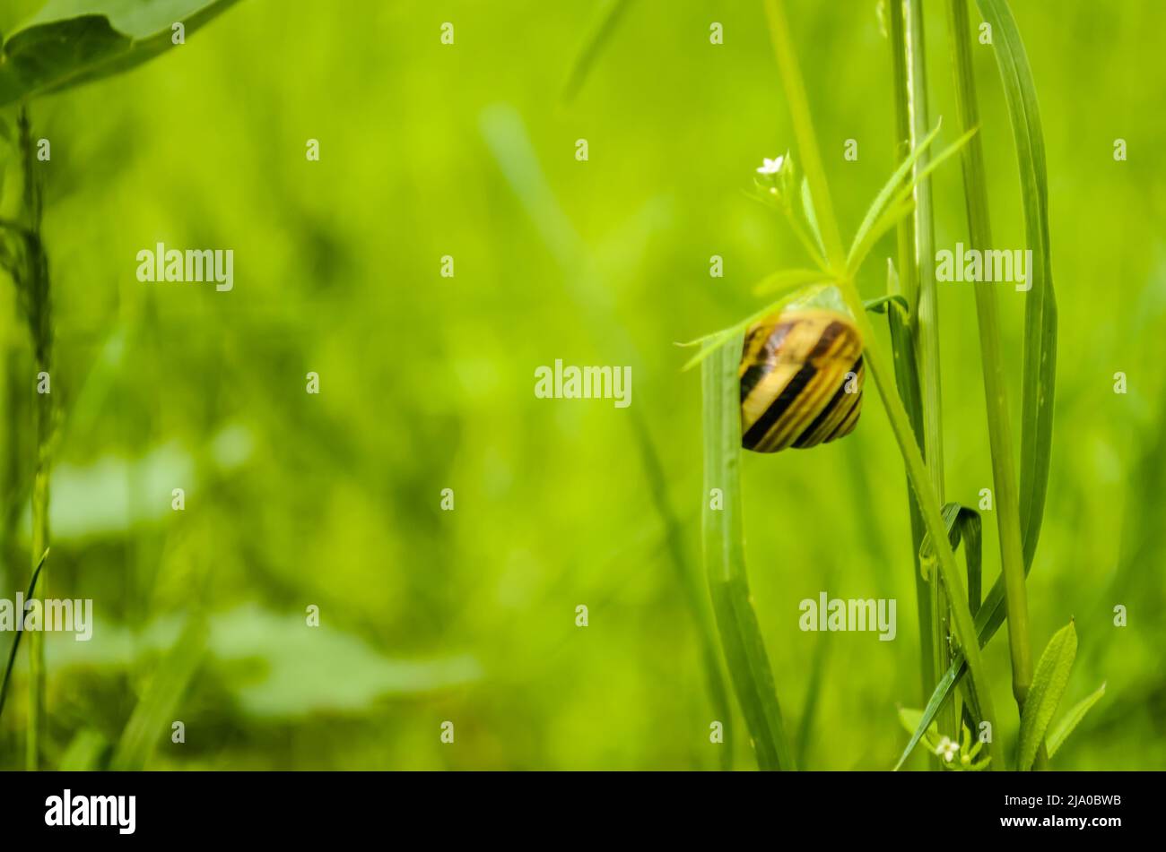 Una giovane lumaca di campo su un gambo di erba in una foresta verde illuminata dal sole. Foto Stock