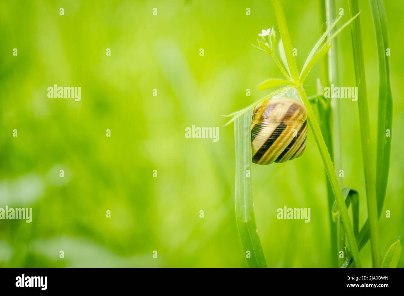 Una giovane lumaca di campo su un gambo di erba in una foresta verde illuminata dal sole. Foto Stock