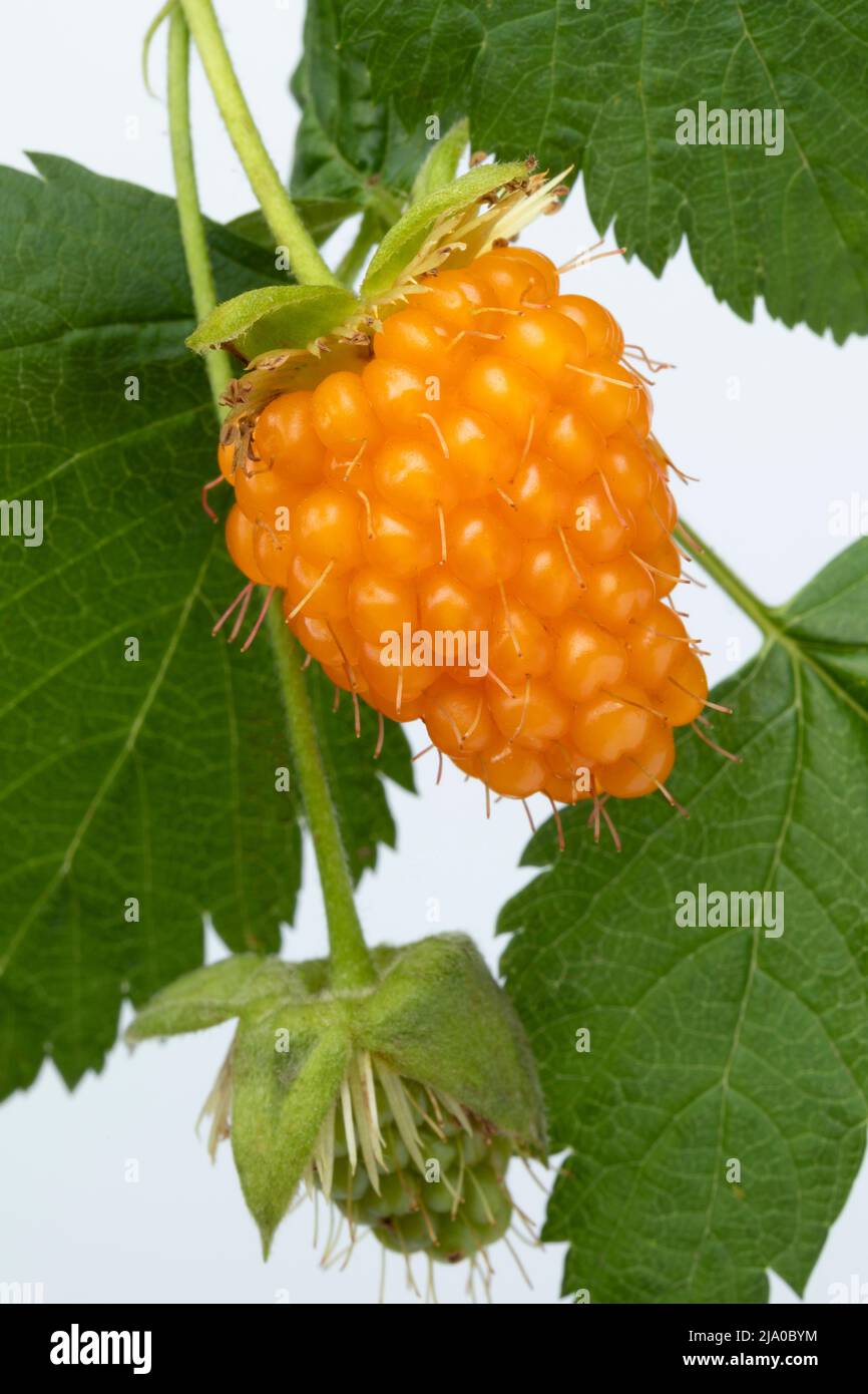 Singolo dolce mature lampone giallo, Robus idaeus, e foglie da vicino Foto Stock