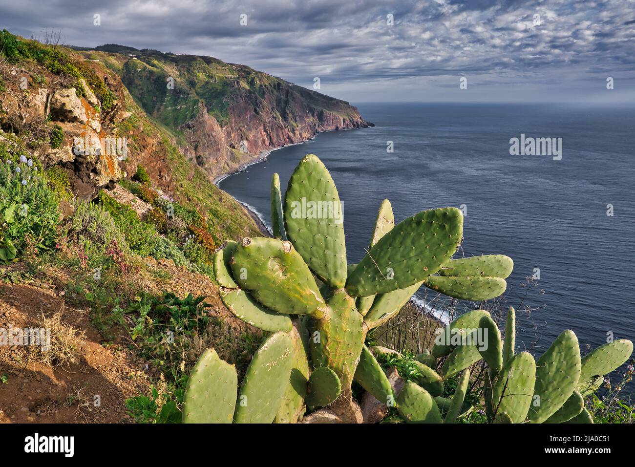 Vivace mare di costa scogliera di Ponta do Pargo, isola di Madeira con succulenti in fiore. Vista su cactus di pera di prickly su ripide scogliere verdi e. Foto Stock
