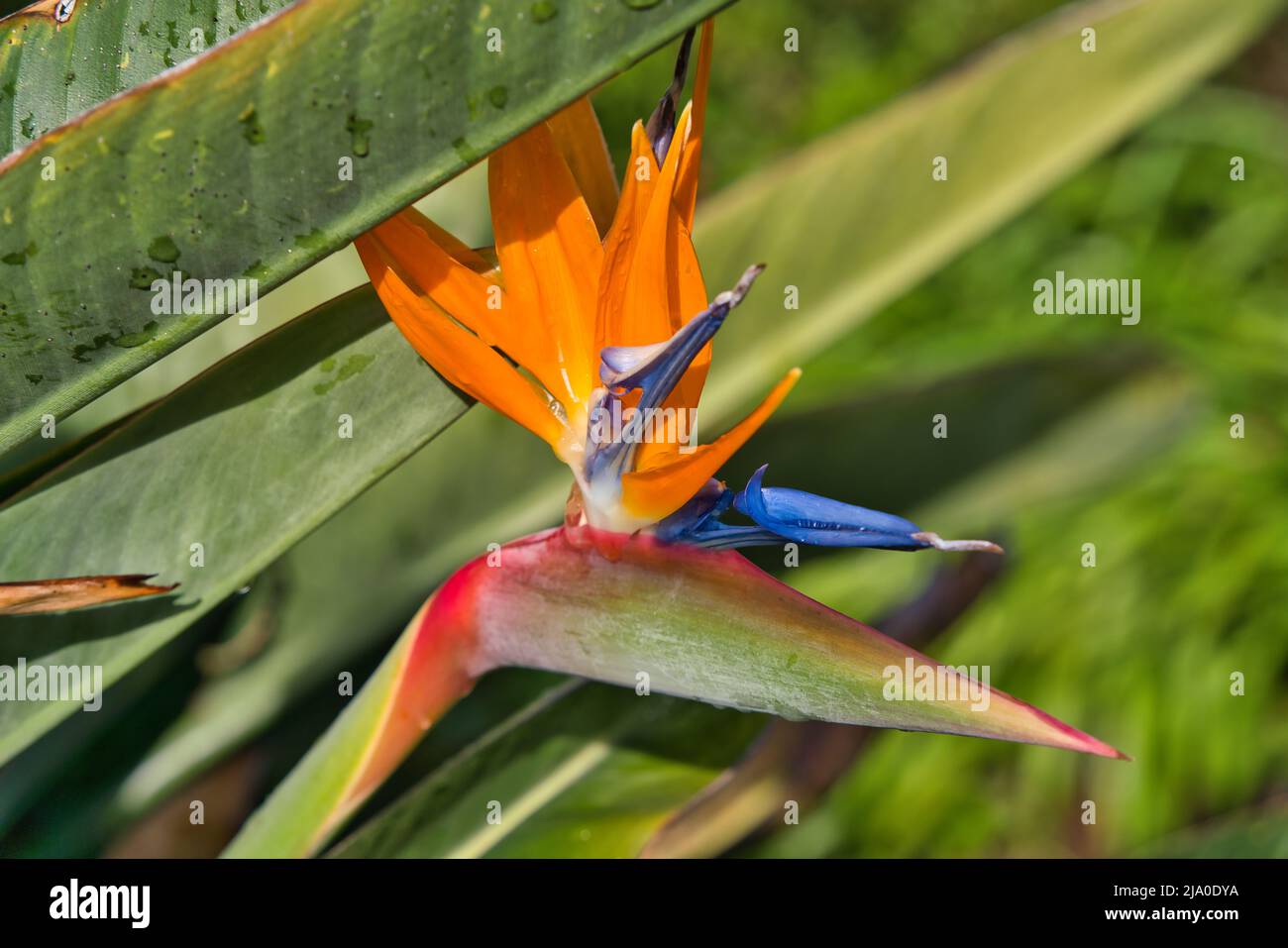 Guida Completa Alla Coltivazione Della Strelitzia Reginae Luccello Del Paradiso Africano - Foto 7