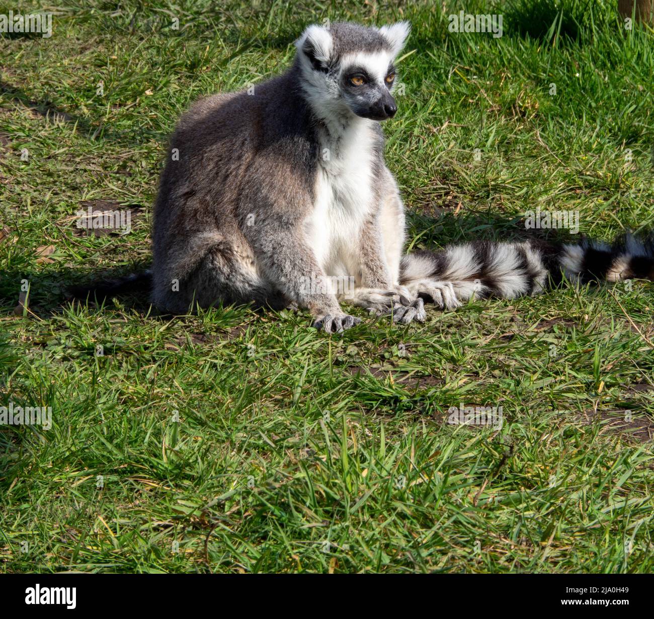 Solarium Lemur con coda ad anello Foto Stock