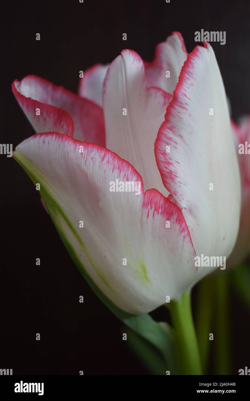 Tulipano bianco con strisce rosse sui petali sullo sfondo scuro sfocato. Due tulipani colorati a primo piano sullo sfondo scuro. Foto Stock