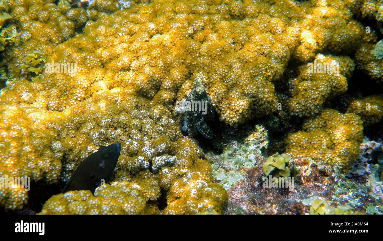 Foto subacquea di piccoli polpi che nuotano in una baia esotica tropicale tra coralli con mare cristallino. Comune polpo barriera corallina camuffata tra alghe e. Foto Stock