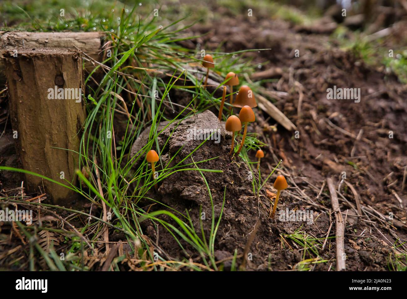 I funghi non commestibili conocybe crescono tra un'erba verde su un sentiero. Profondità di campo poco profonda, Madeira, Portogallo Foto Stock