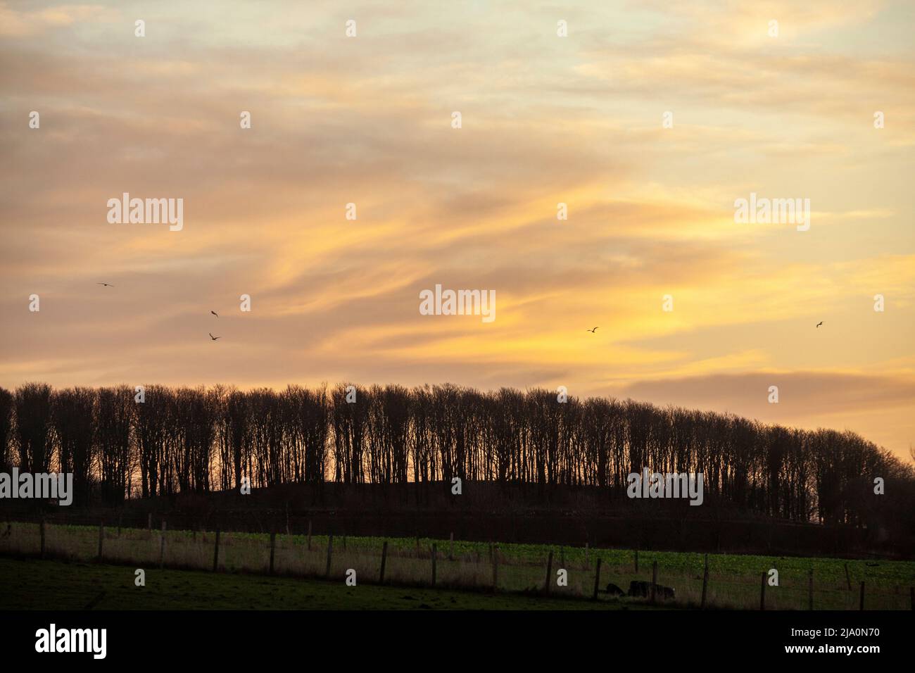 Alba dietro una linea di alberi, Fife, Scozia Foto Stock