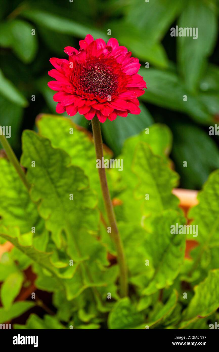 Una daisy gerbera rossa fiorita ad agosto in Scozia Foto Stock