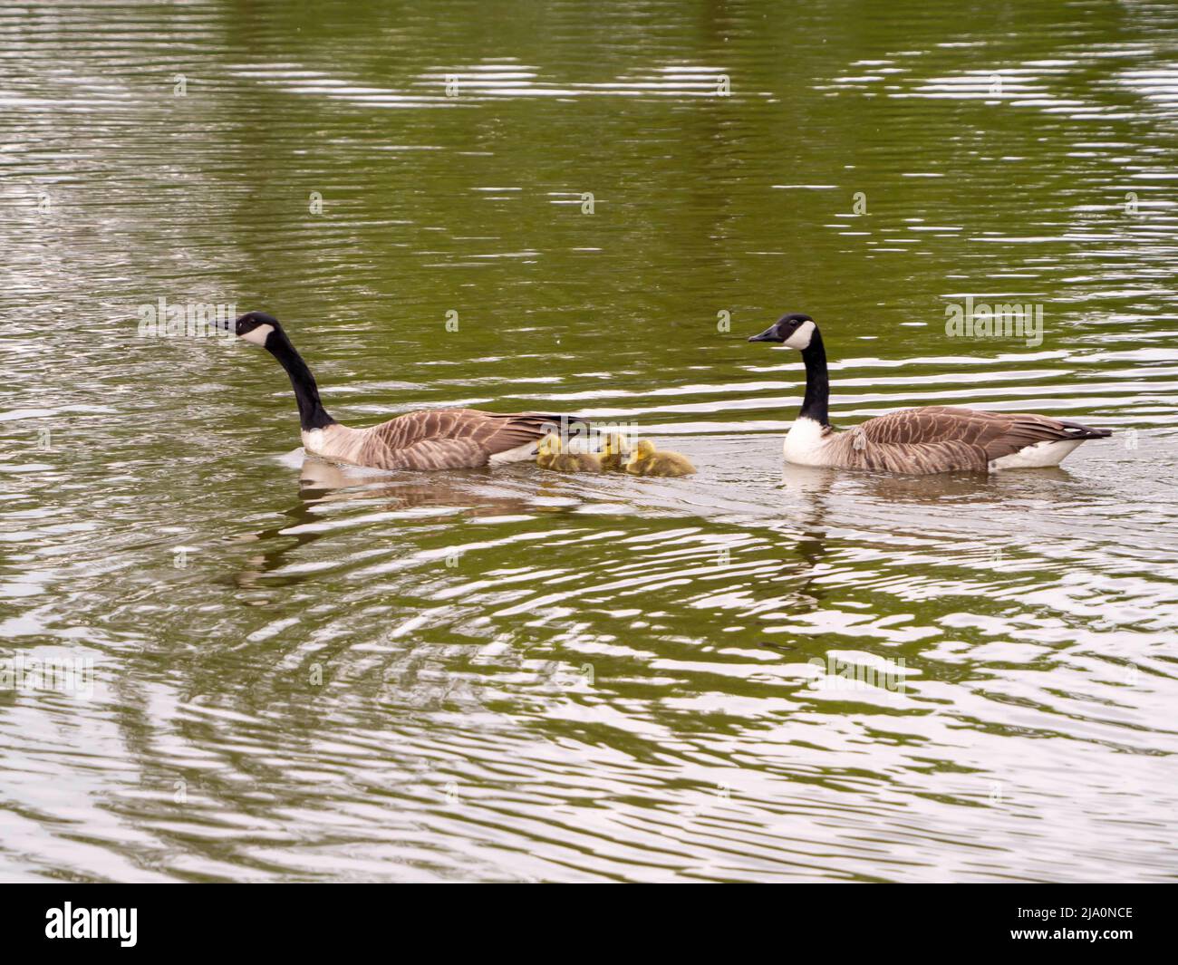 Canada Goose Famiglia nuoto su un laghetto Foto Stock