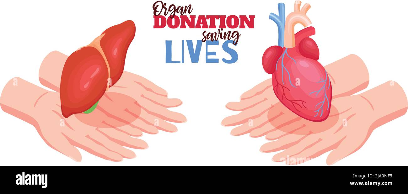 Concetto di donazione di organi umani con illustrazione vettoriale isolata isometrica del cuore e del fegato Illustrazione Vettoriale