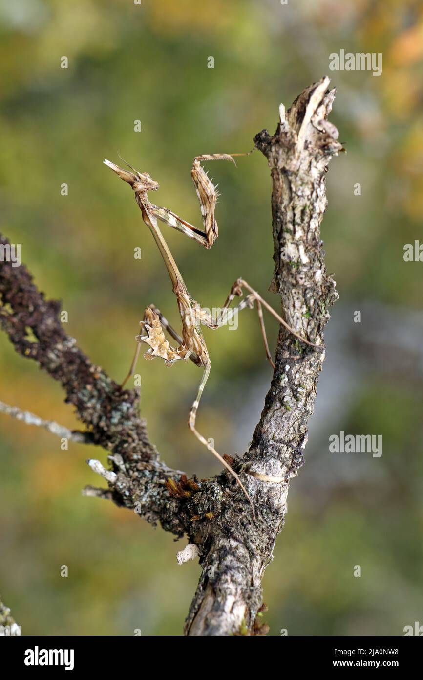 European Praying Mantis (Mantis religiosa) Department Lozère, France, EU Foto Stock