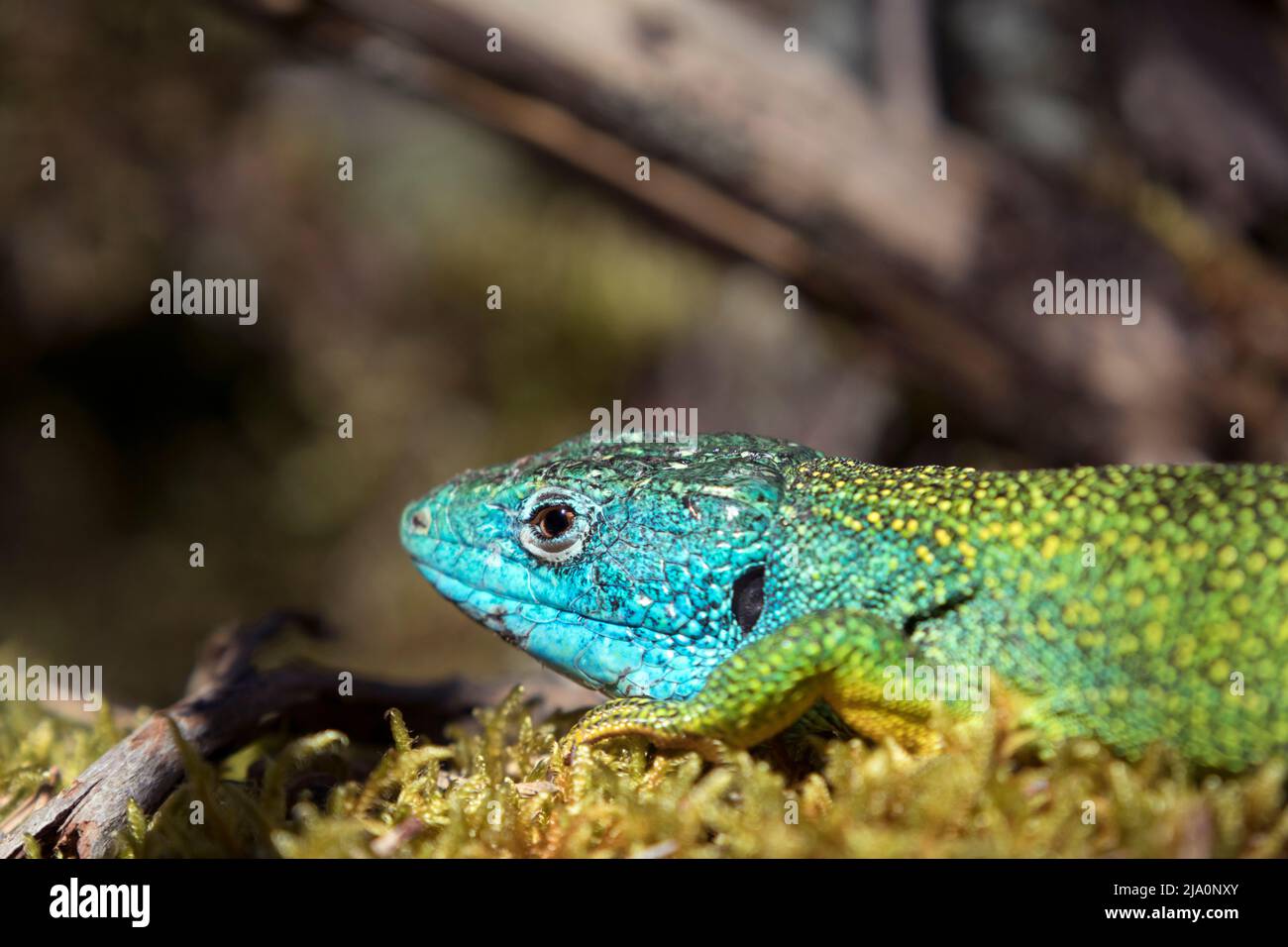 Lizard Verde Occidentale (Lacerta bilineata), Lozere, Francia Foto Stock
