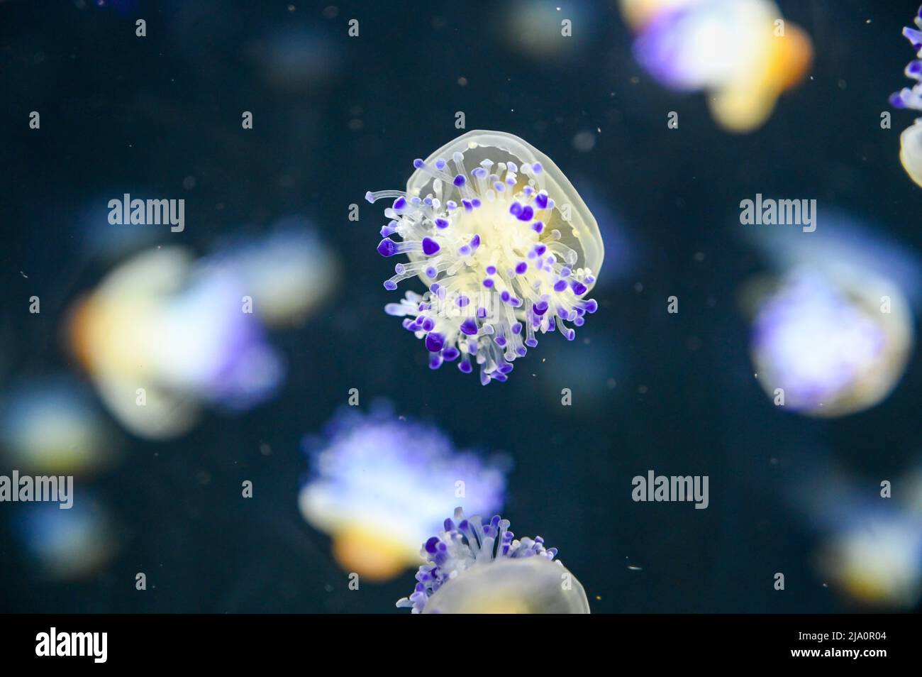 Frittura di meduse d'uovo anche conosciuto come meduse di tuorlo d'uovo, Phacellophora camtschatica nuoto in Acquario Jelly serbatoio di pesce Foto Stock