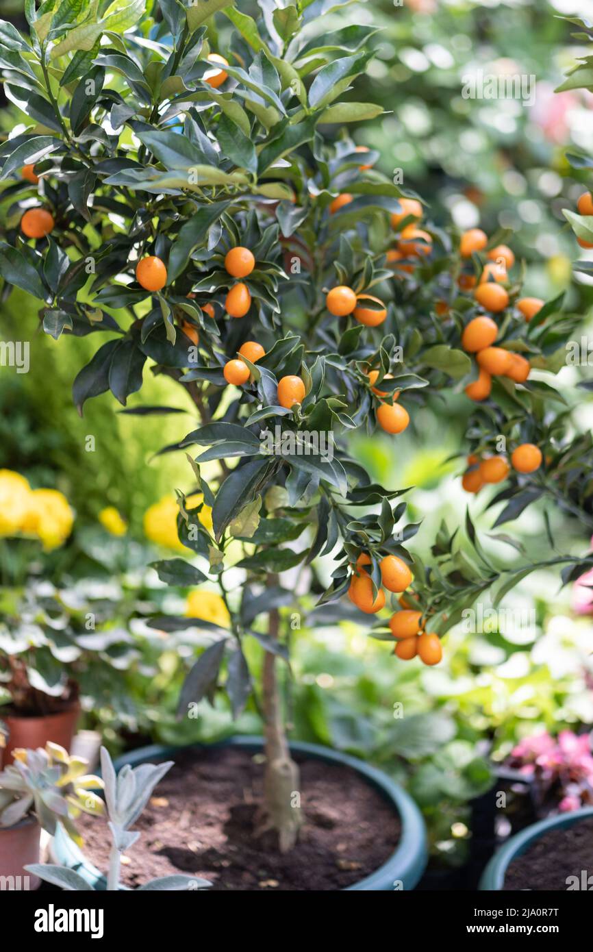 Alberi di kumquat di agrumi con frutta in vaso e fiori in vendita in negozio giardino. Negozio di fiori all'aperto. Foto Stock