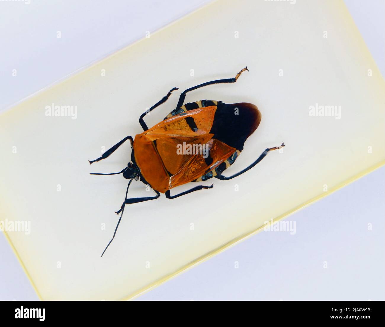 Campione racchiuso in perspex visto dall'alto su sfondo bianco di un bug  scudo Pentatomidae Foto stock - Alamy
