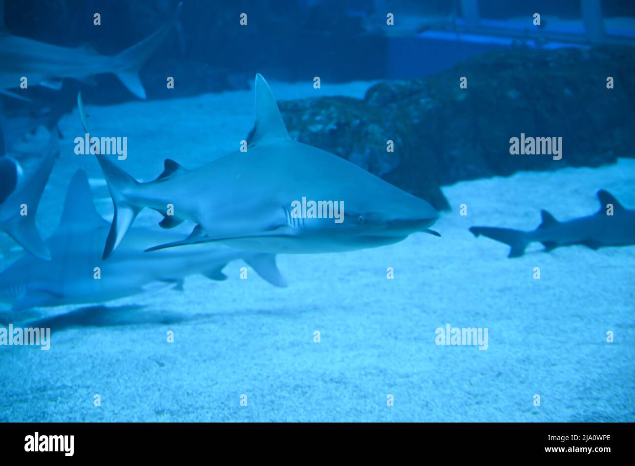 Big Sharks nuotano nell'acquario Shark Fish Tank Foto Stock