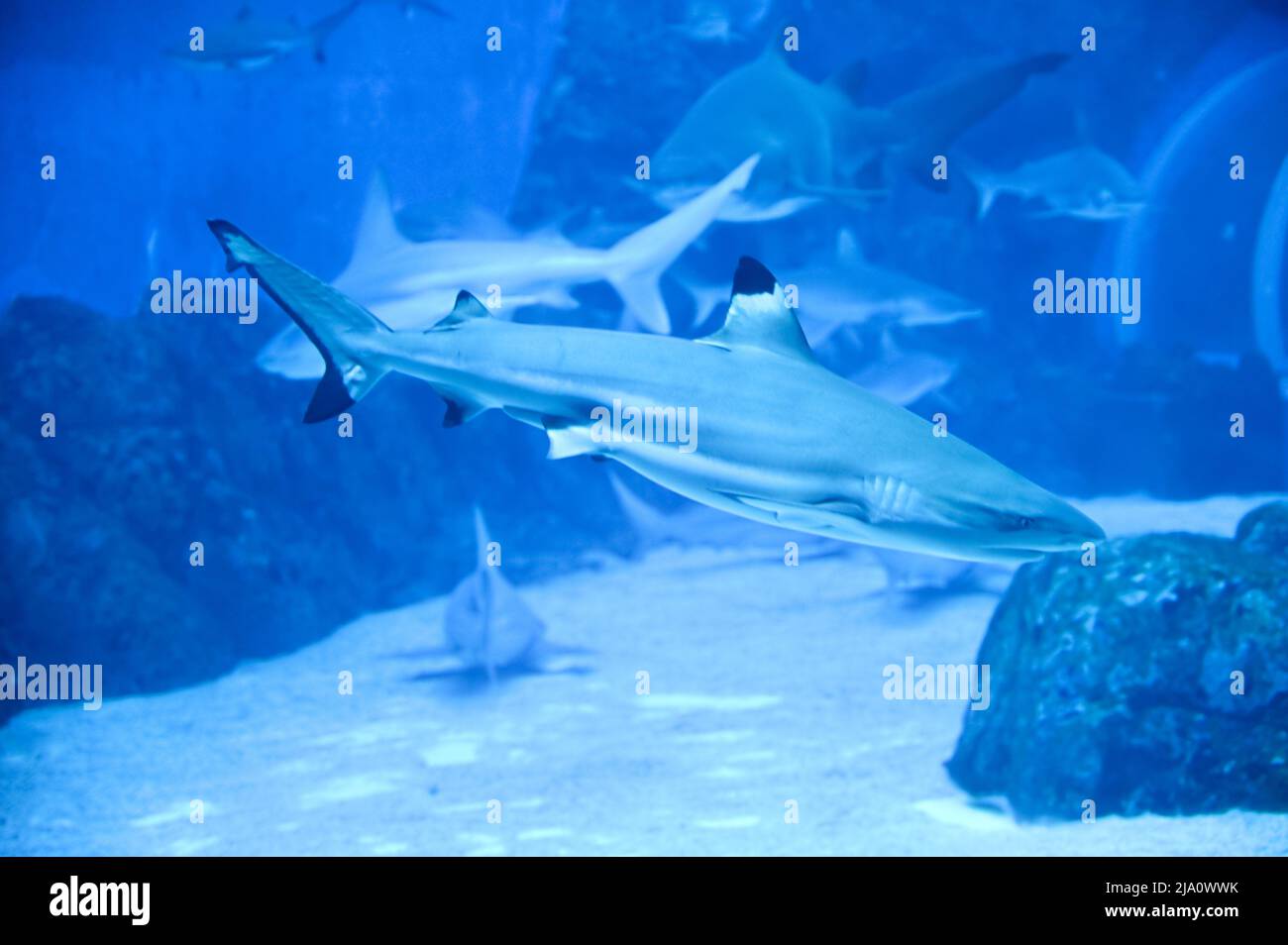 Big Sharks nuotano nell'acquario Shark Fish Tank Foto Stock