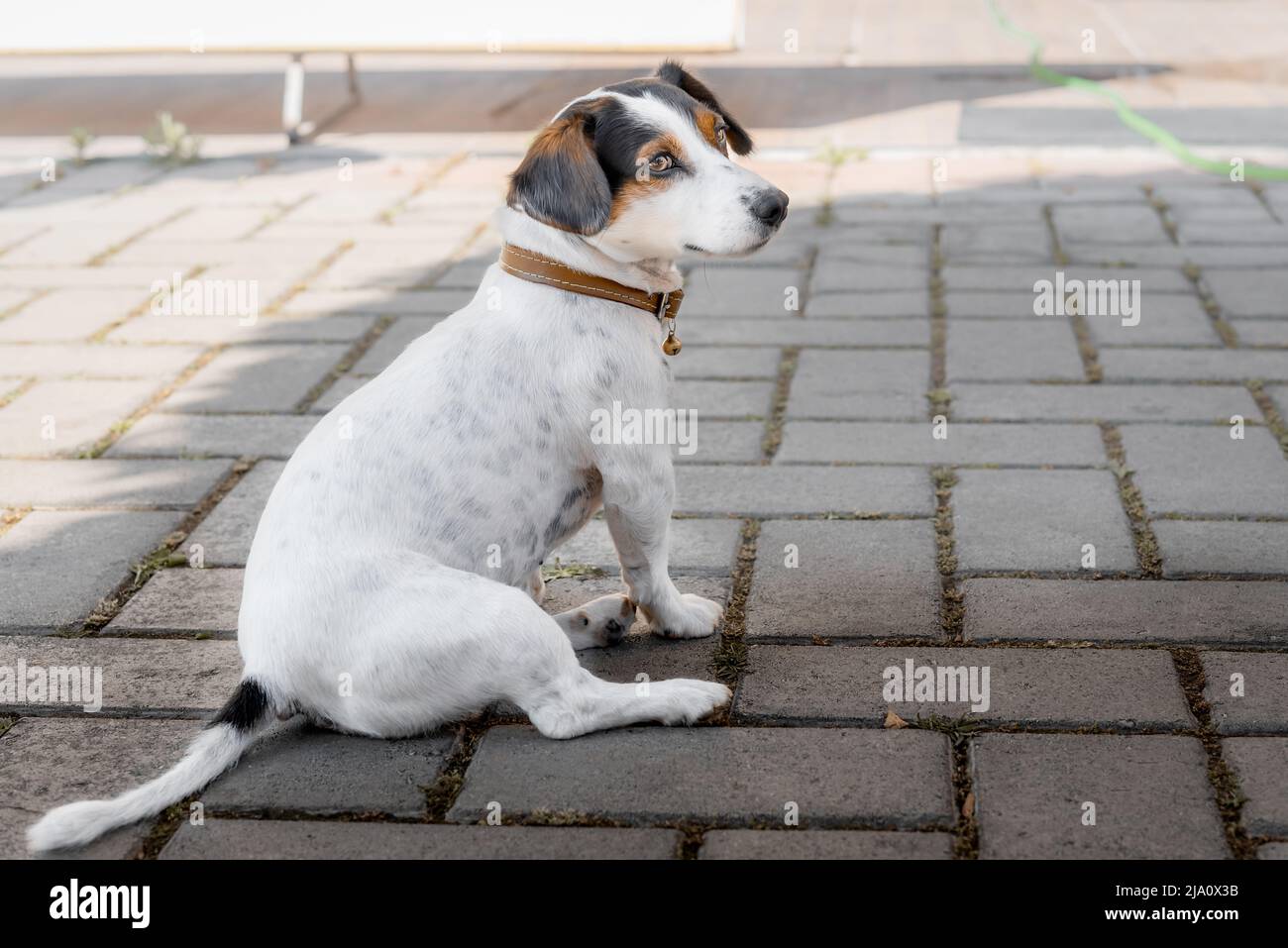 Il cane cammina in un collare siede sul marciapiede. Vista laterale. Foto Stock